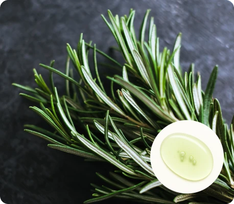 Rosemary oil ingredient